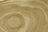 Polished Devonian Domal Stromatolite Slab - Russia #365092-1